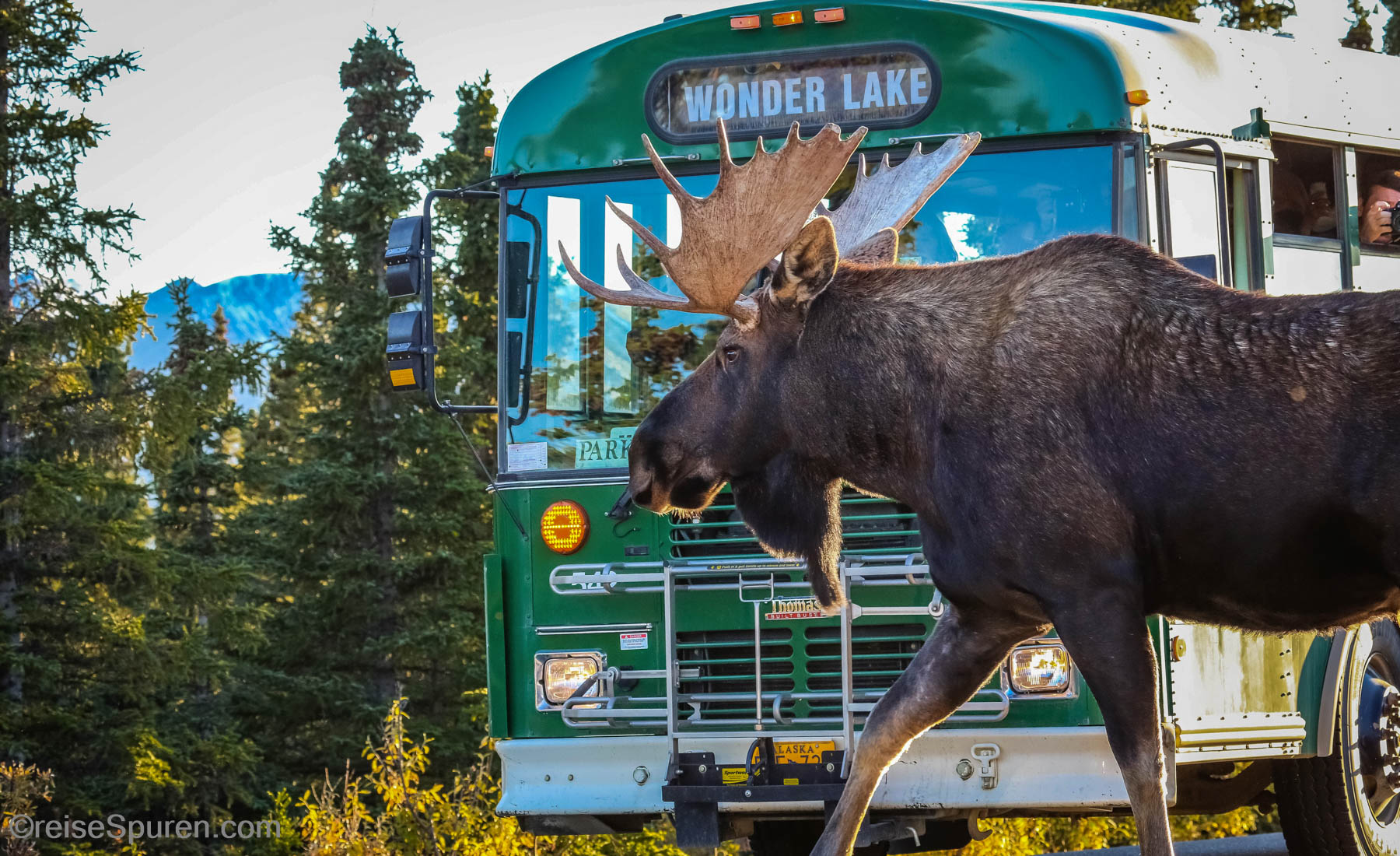 Elche haben Vorfahrt