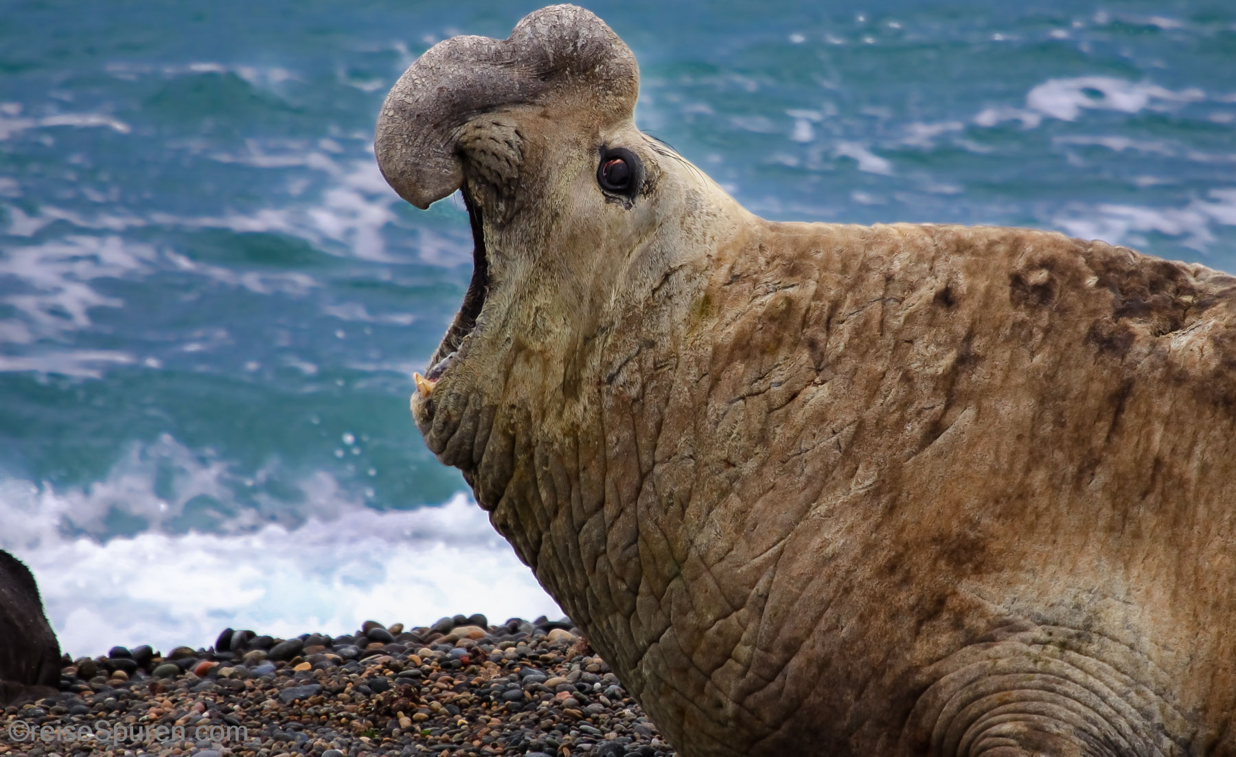 See-Elefant
