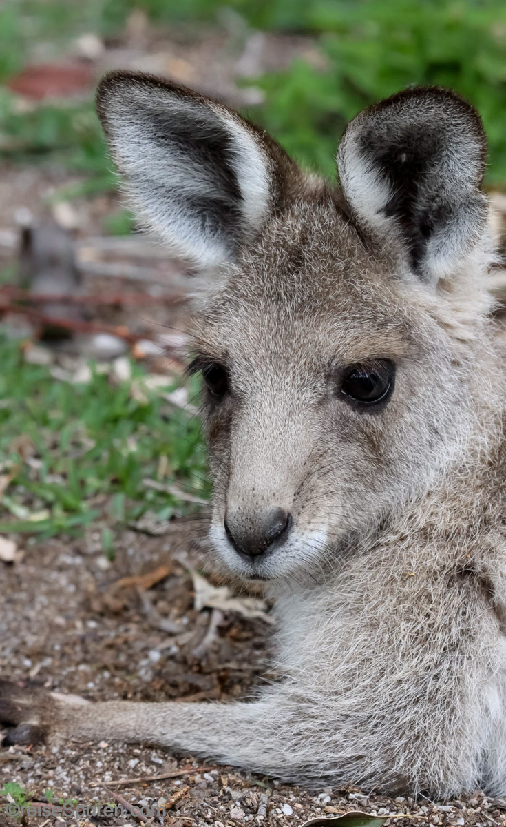 Östliches Graues Riesenkänguru
