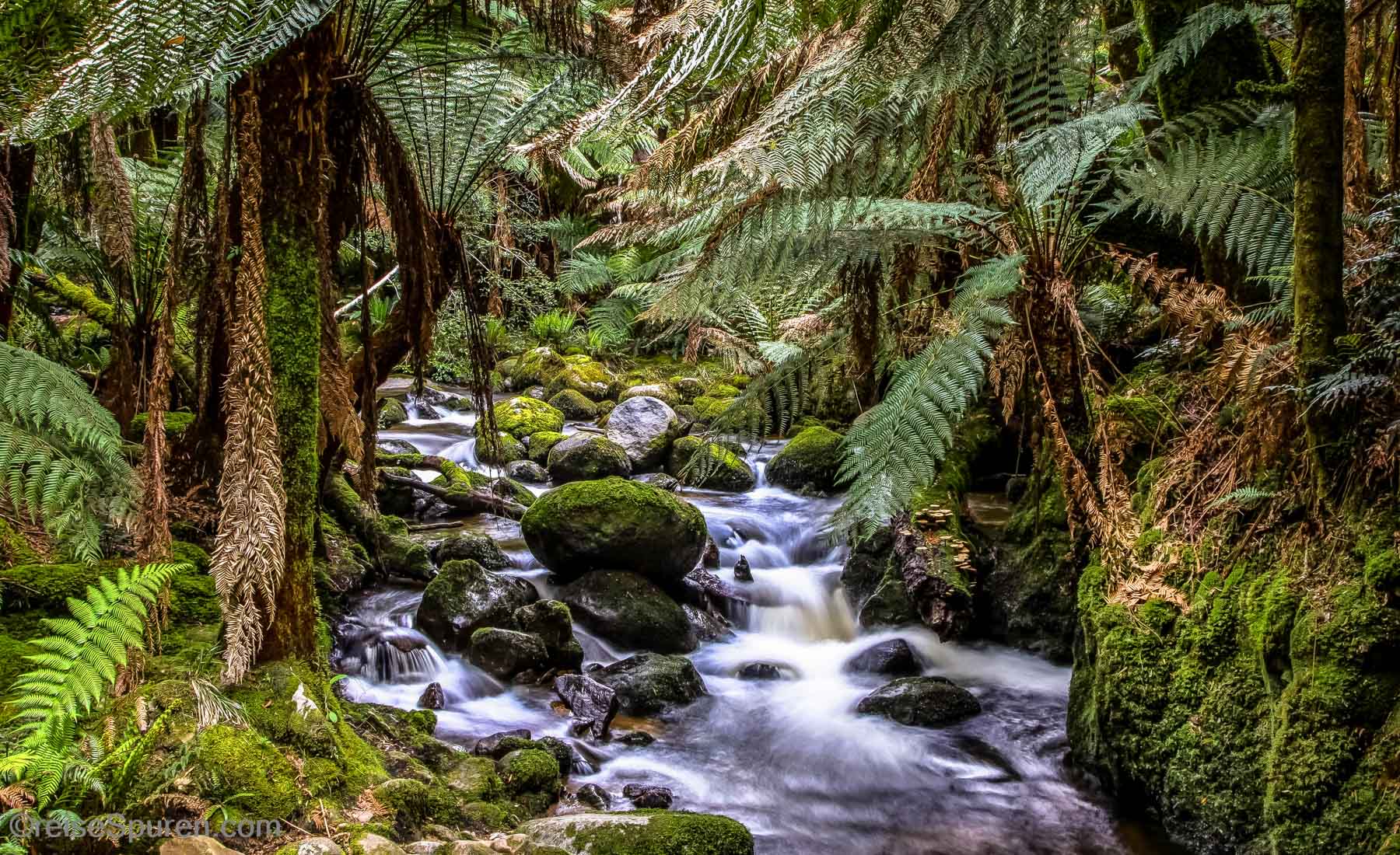 Bachlauf St Columba Falls