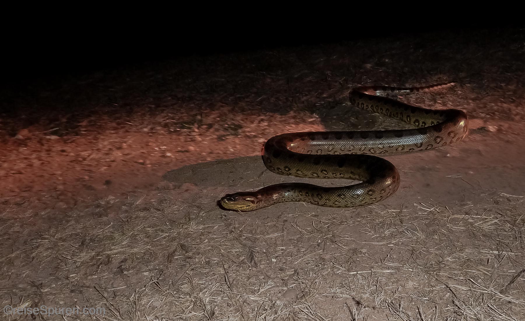 Grüne Baby-Anakonda