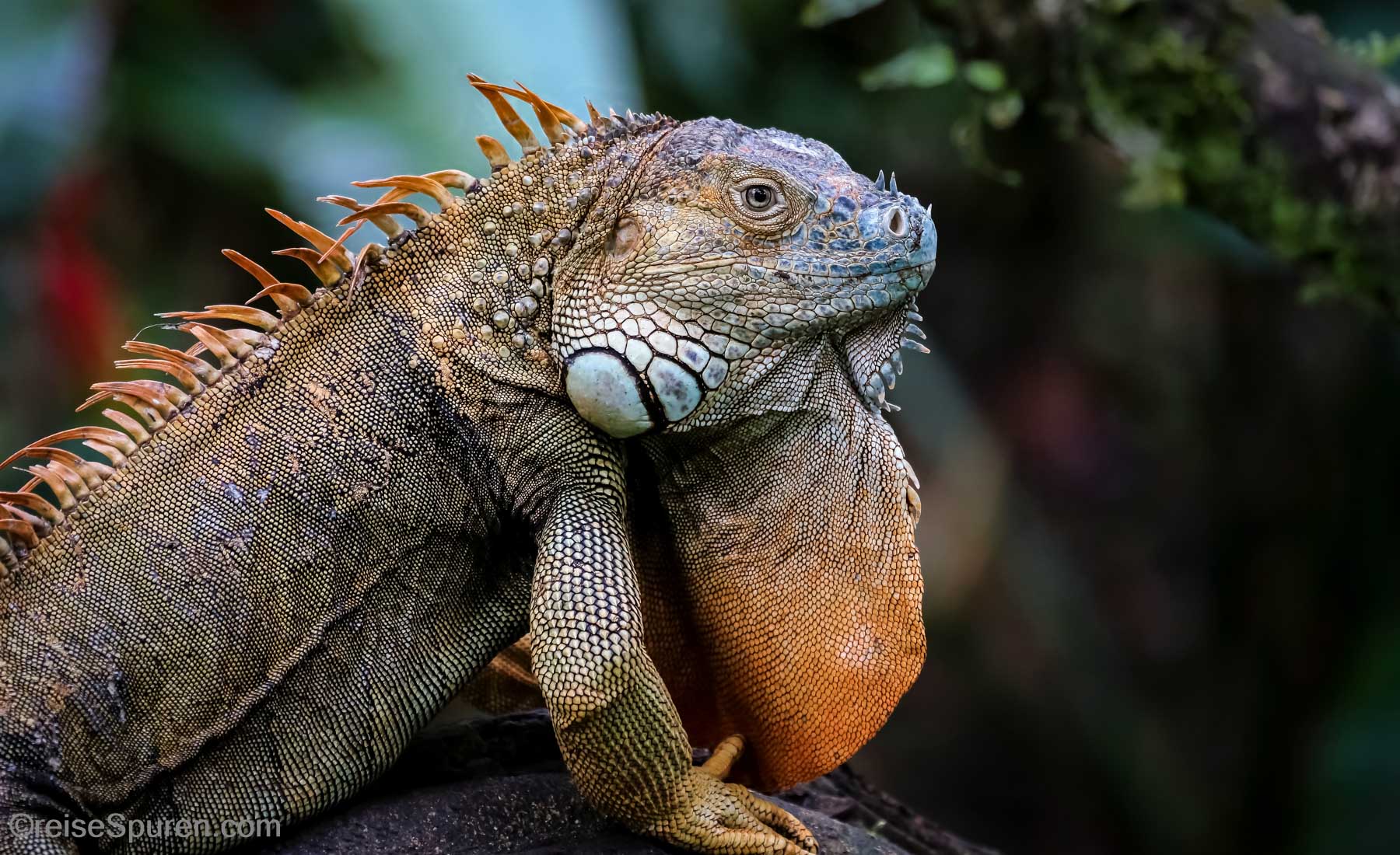Grüner Leguan