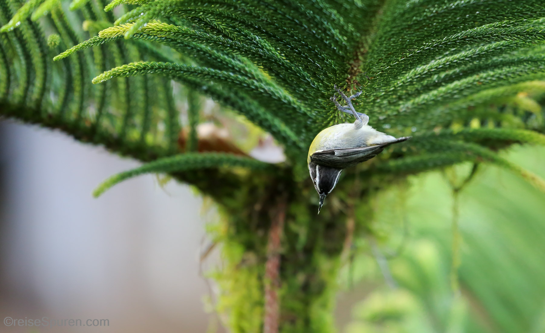 Zuckervogel