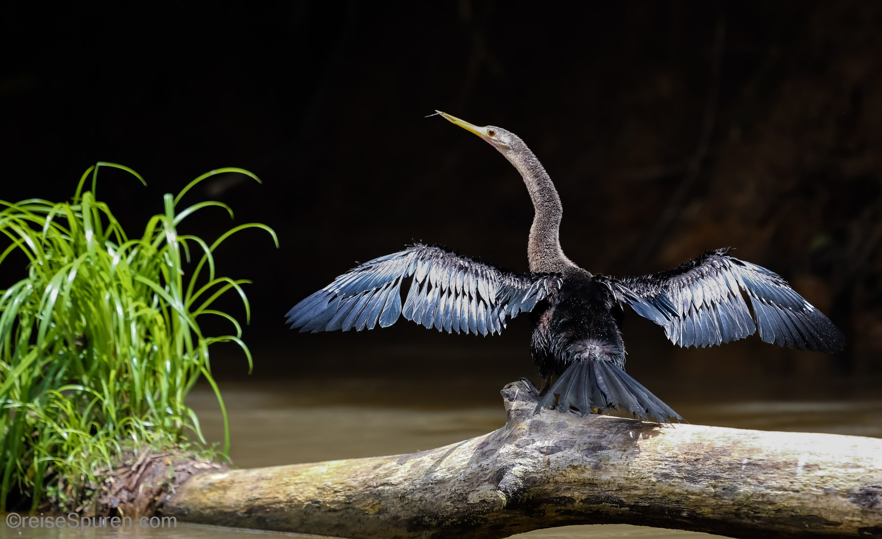 Schlangenhalsvogel