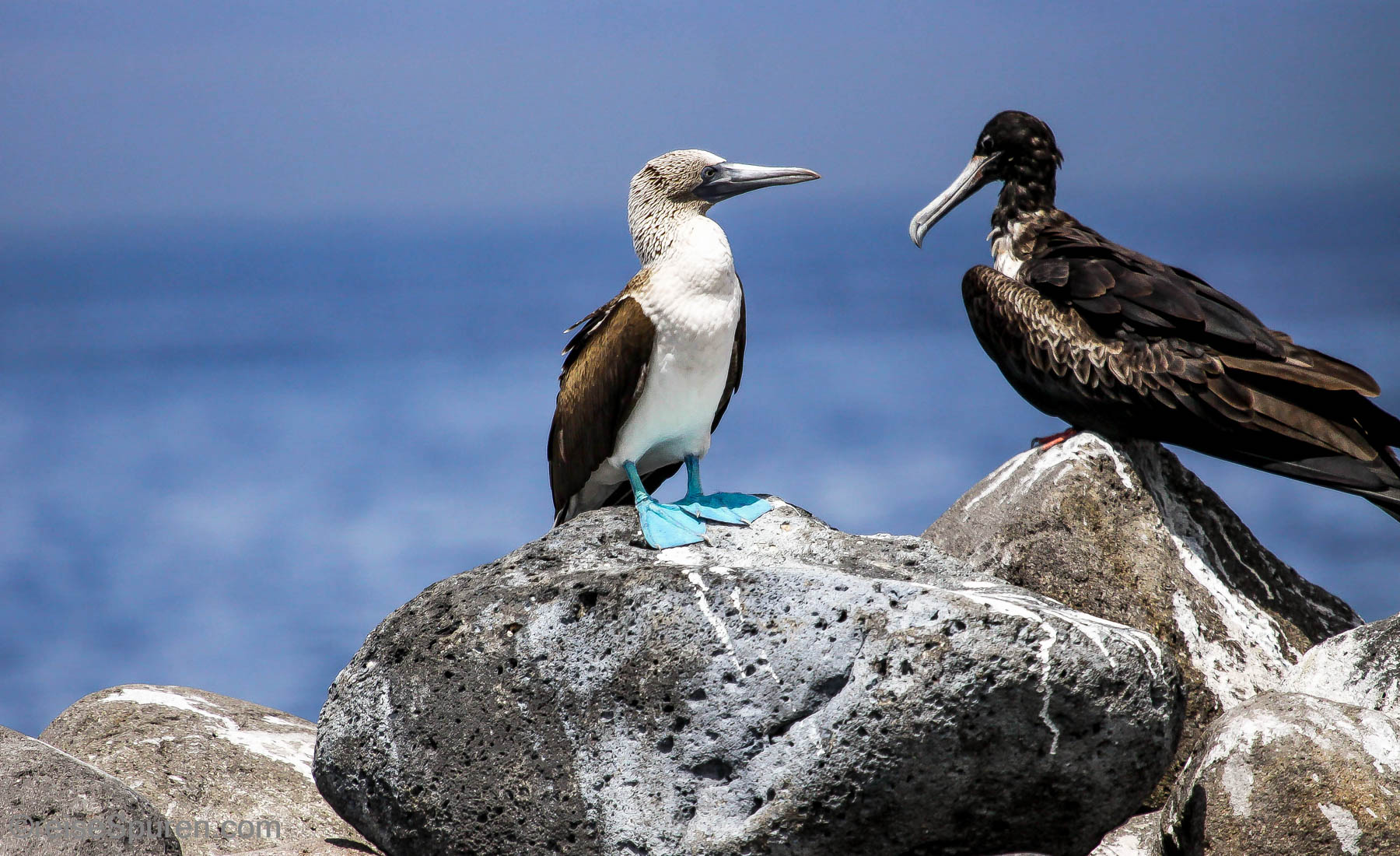 Blaufußtölpel und Prachtfregattvogel