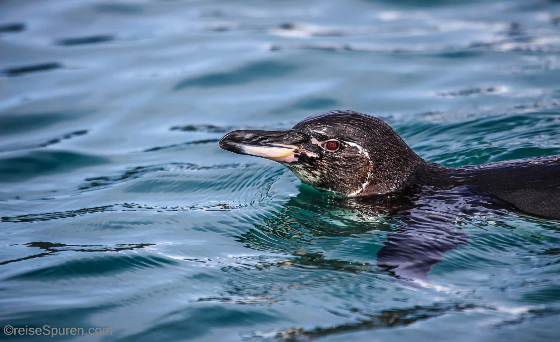 Galapagos-Pinguin