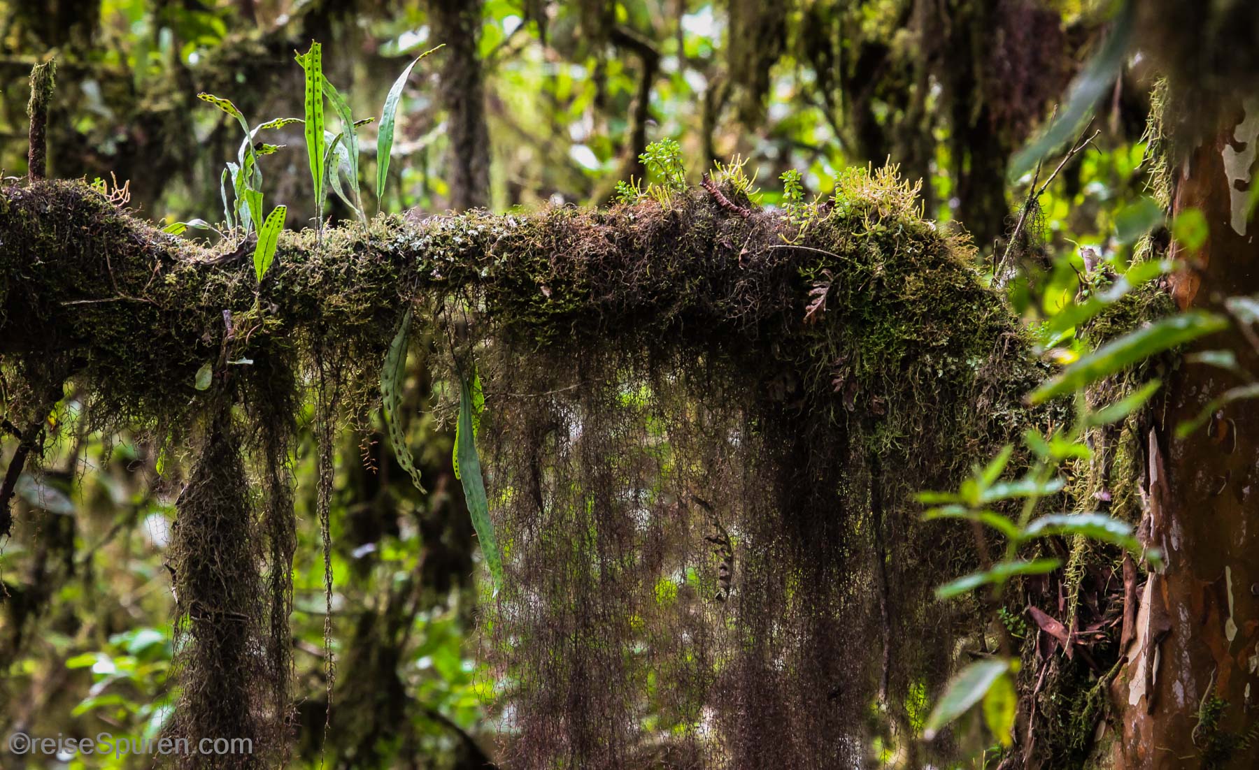 Urwald am Vulcan Sierra Negra