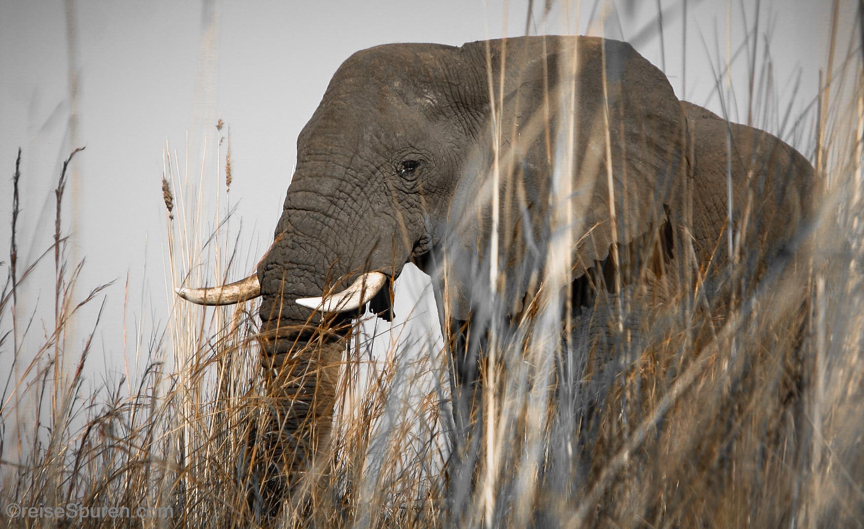 Afrikanischer Elefant