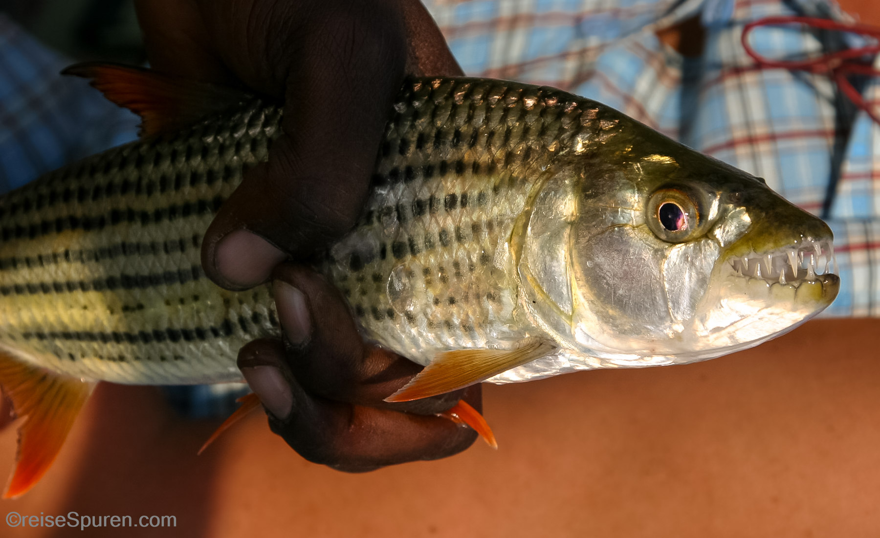 Tigerfisch - eine beliebte Anglertrophäe