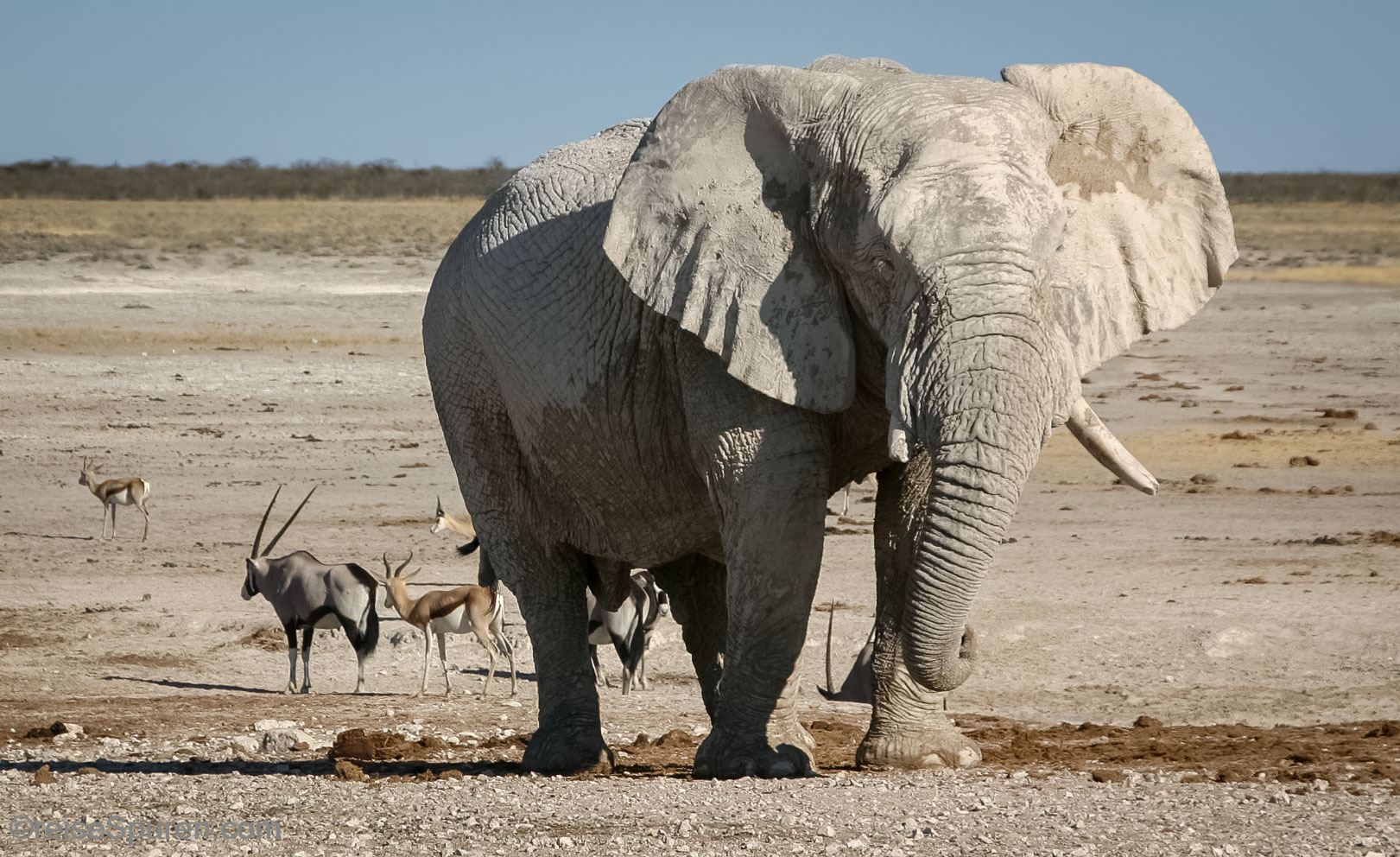 Afrikanischer Elefant und Oryx-Antilopen