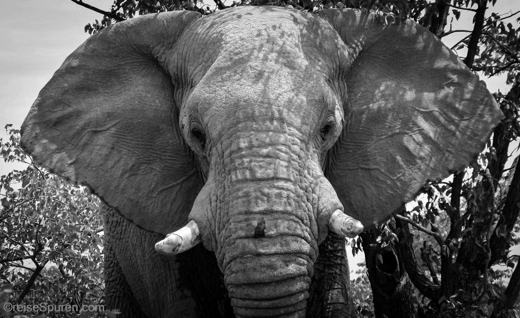 Afrikanischer Elefant