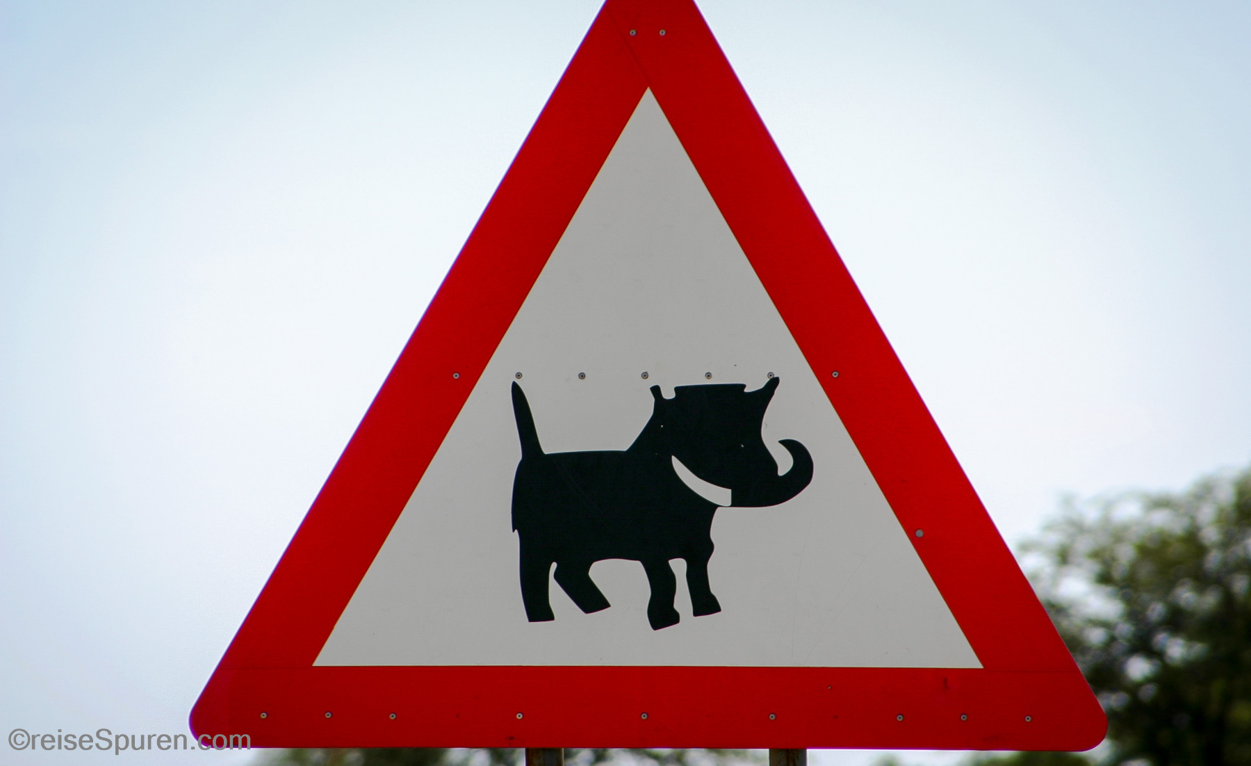 Achtung Warzenschweine!