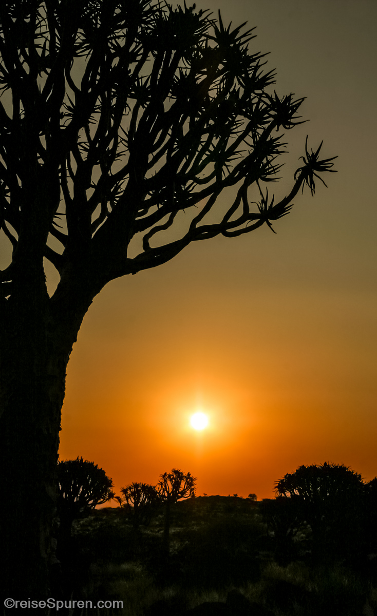 Sonnenuntergang im Köcherbaumwald