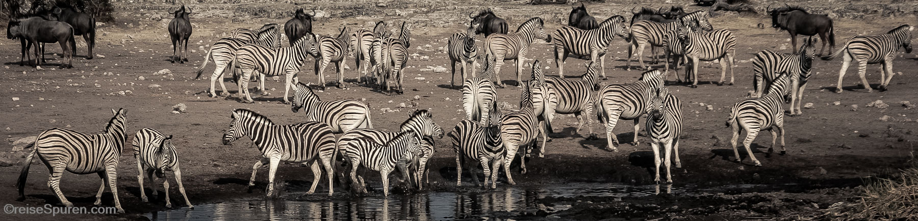 Steppenzebras am Wasserloch