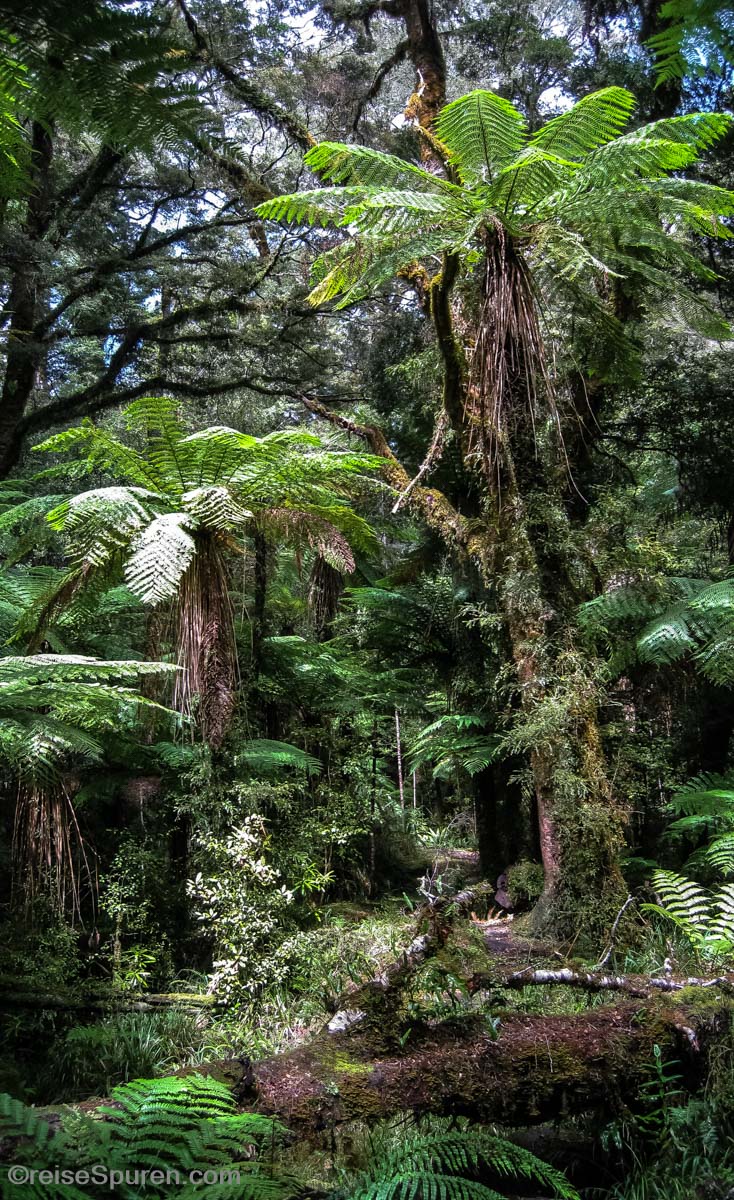 Pororari Rivers Loop im Paparoa NP