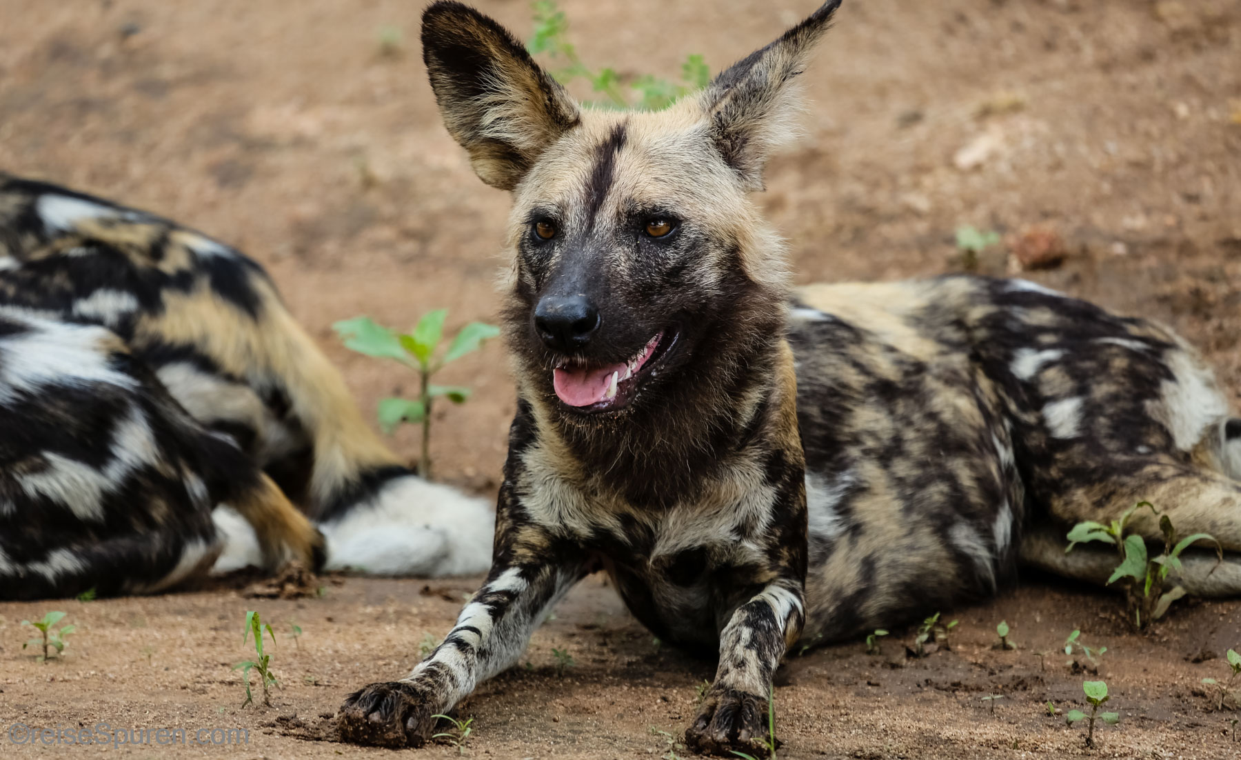 Afrikanischer Wildhund