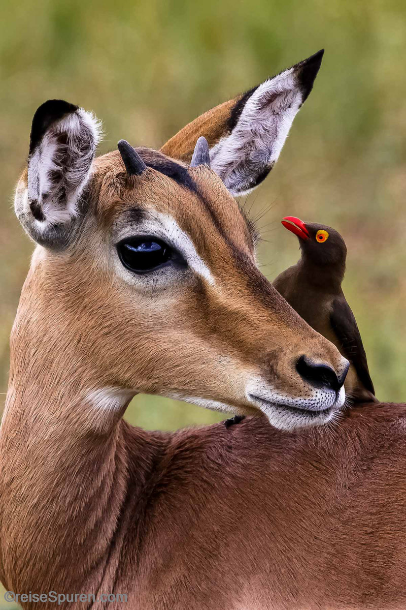 Impala mit Madenhacker