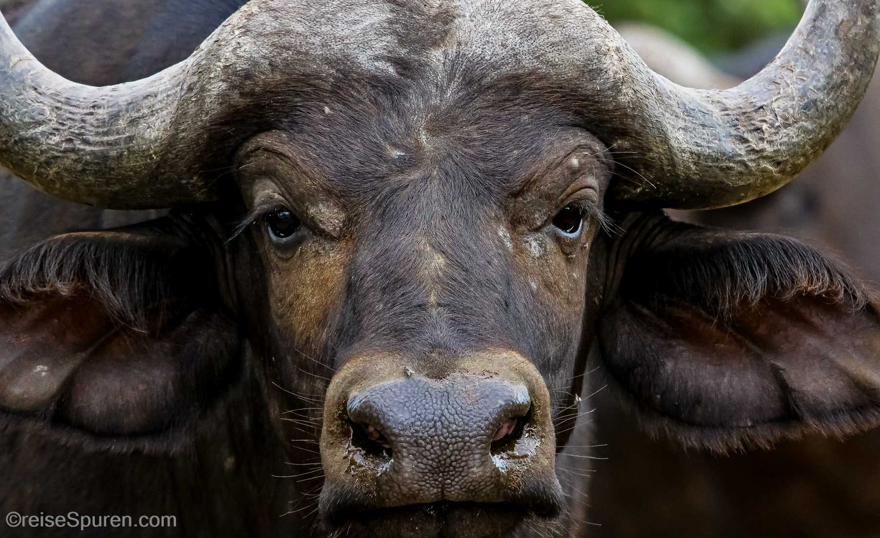 Kaffernbüffel