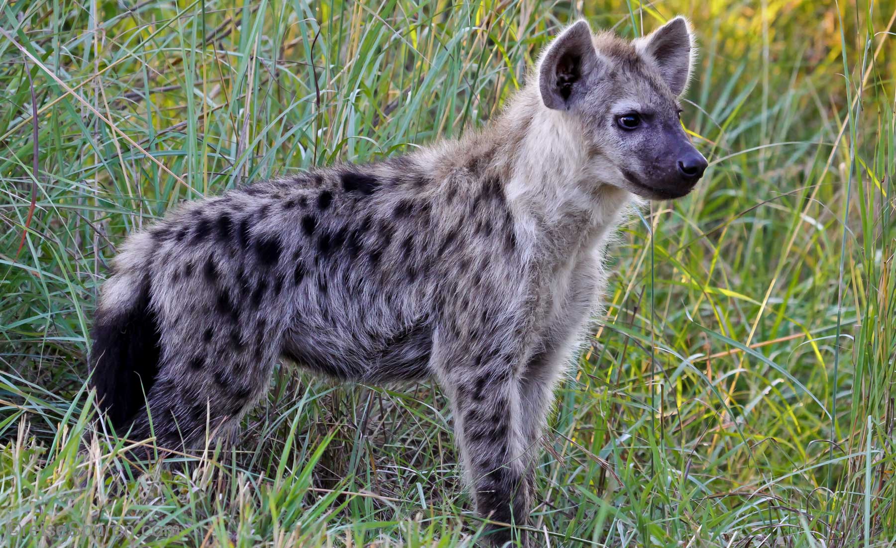 Fleckenhyänen Baby