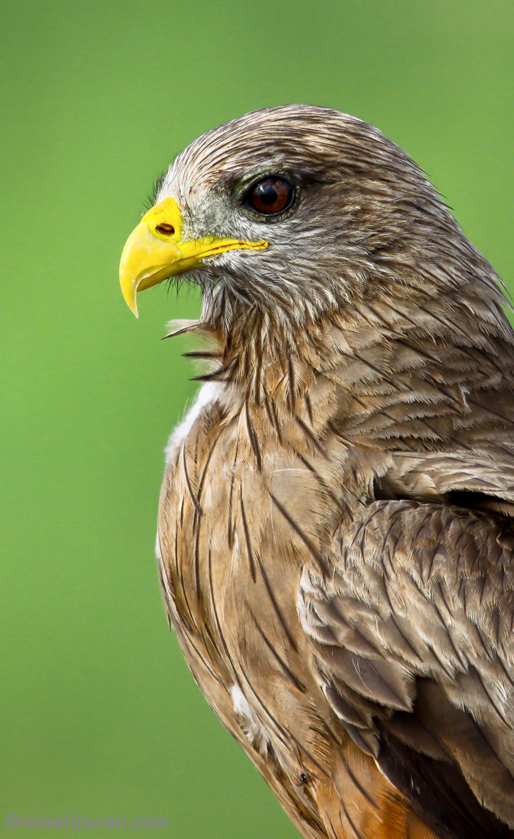 Yellow-billed Kite (Milan)