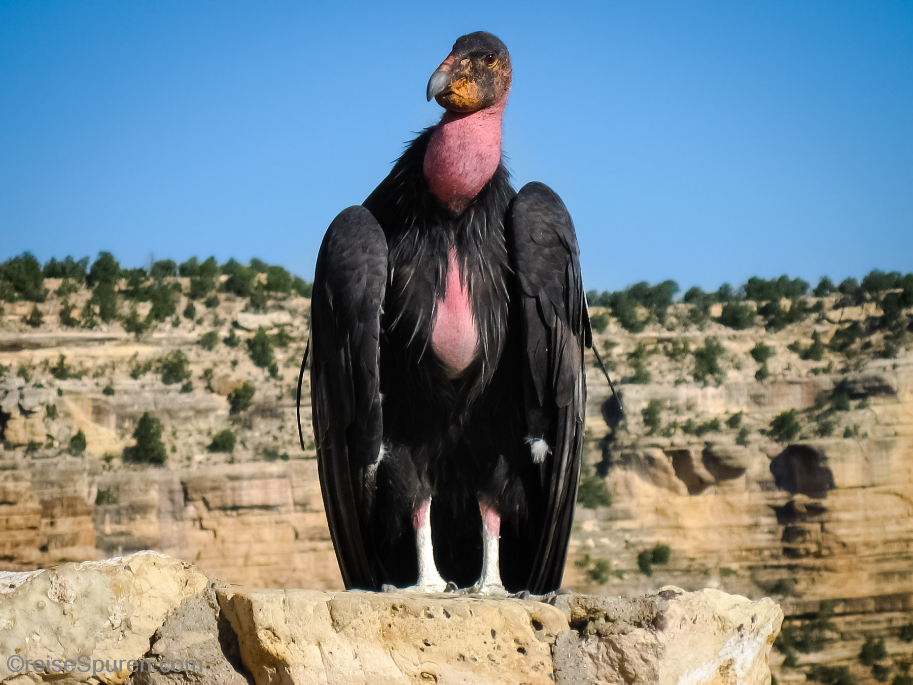 California Condor