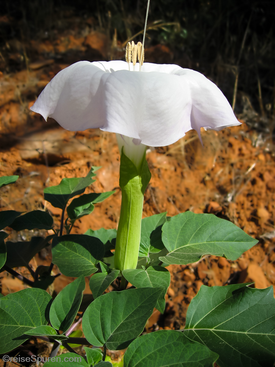 Angel Trumpet