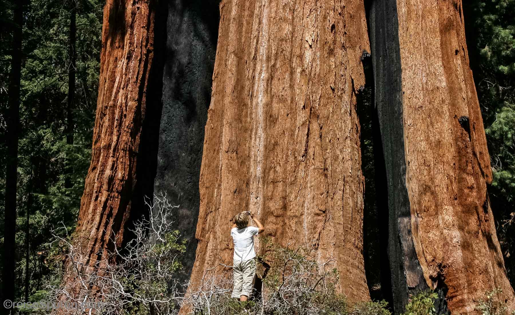 Sequoia National Forest