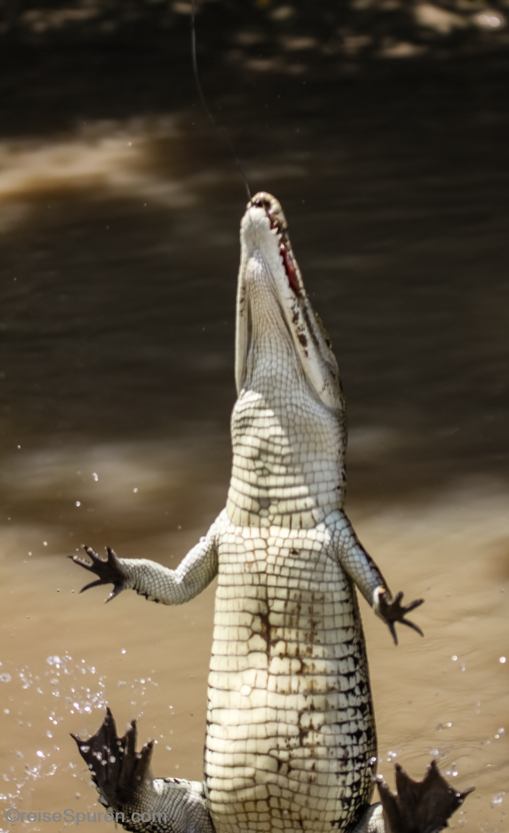 Für ein Stück Fleisch hüpfe ich sogar aus dem Wasser